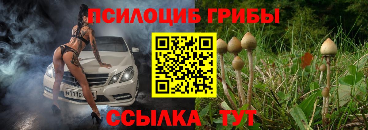Псилоцибиновые грибы Psilocybe Сосновоборск